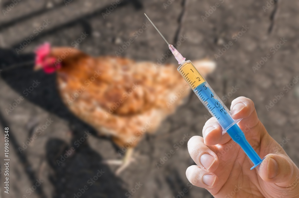 Fototapeta premium Hand holds syringe and chicken in background. Antibiotics, vaccination and testing on animals concept.