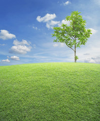 Green grass field with tree over blue sky, nature background