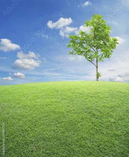 Green grass field with tree over blue sky, nature background
