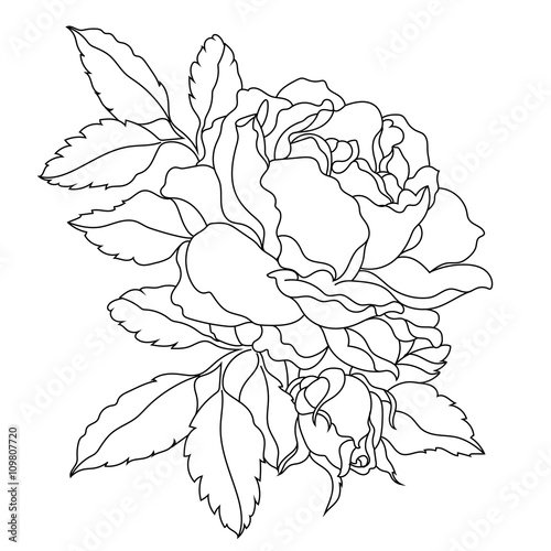 Graphic bunch of flowers roses, buds and leaves. Vector.