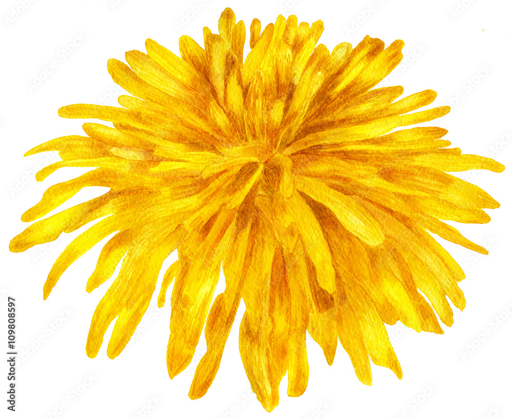 Obraz premium Flower dandelion large. Watercolor botanical illustration, watercolor flower, isolated on white background