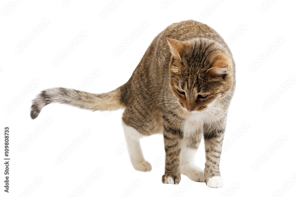 Young short hair cat isolated on white background Young short hair cat isolated on white background