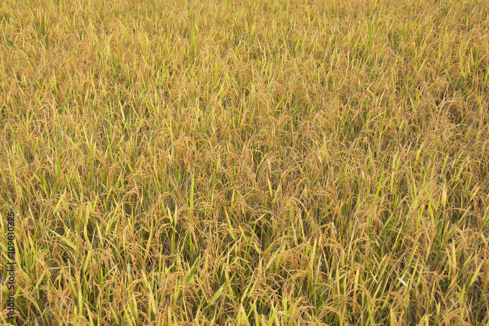 Rice field,thailand Rice field,thailand