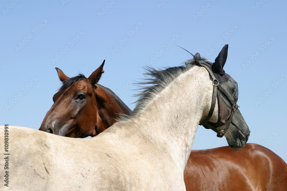 Obraz premium Pferde auf der Koppel