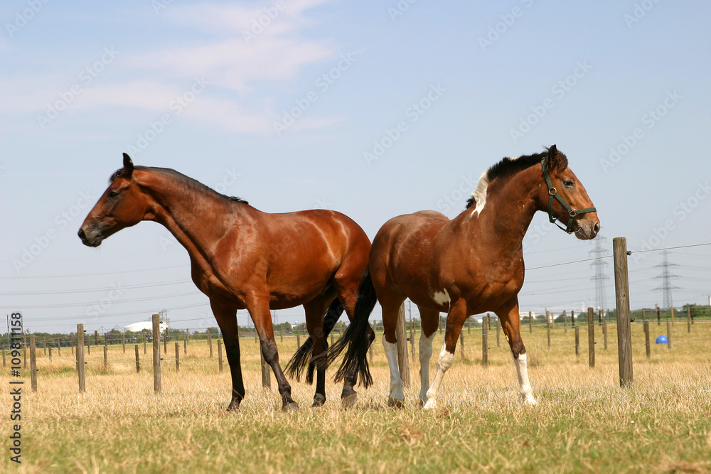 Fototapeta premium Pferde auf der Koppel
