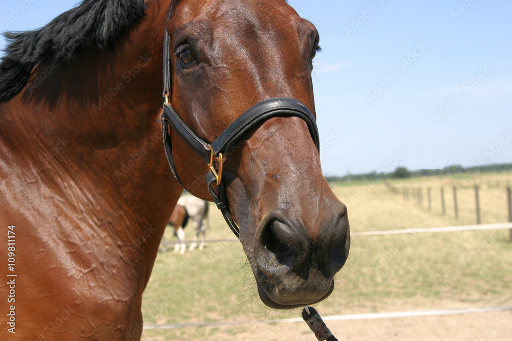 Naklejka premium Pferde auf der Koppel