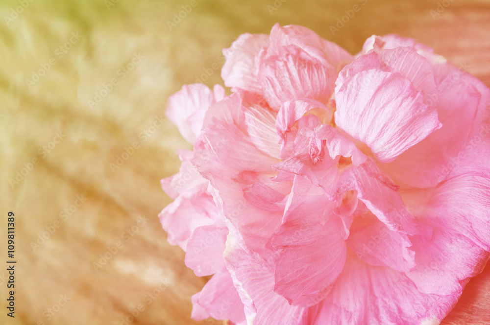 Vintage color and selective focus of Cotton rose on wood, Confederate rose (Hibiscus mutabilis L)