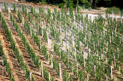 Vineyard near the monastery Savina (Herceg Novi, Montenegro)