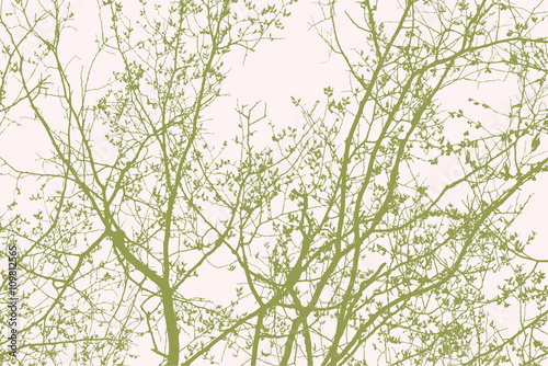 deciduous tree in the spring