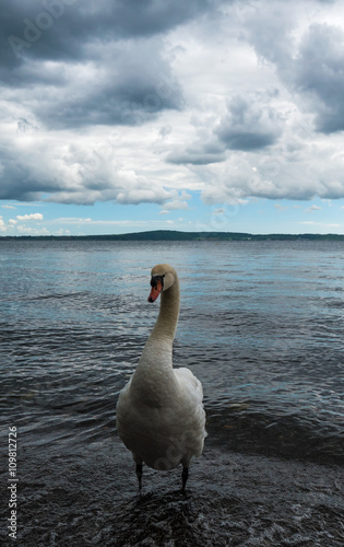 Bracciano lake (Lazio, Italy) - Trevignano Romano - Swan