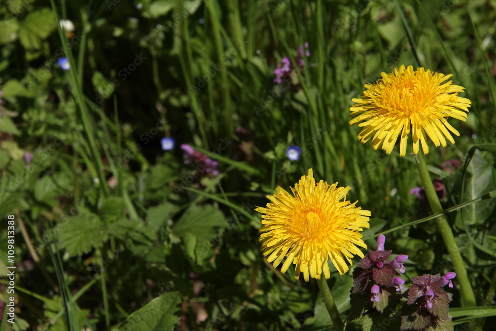 Dandelions Dandelions