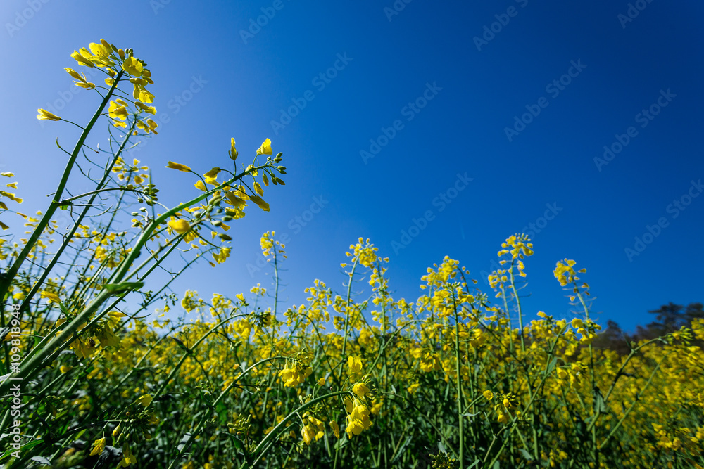 fleurs jaunes de colza dans un champs cultivé, vues en contre plongée sous  fond de ciel bleu Stock Photo | Adobe Stock