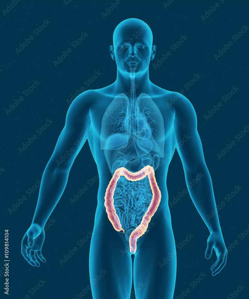 anatomy of human colon with digestive organs 3d illustration anatomy of human colon with digestive organs 3d illustration