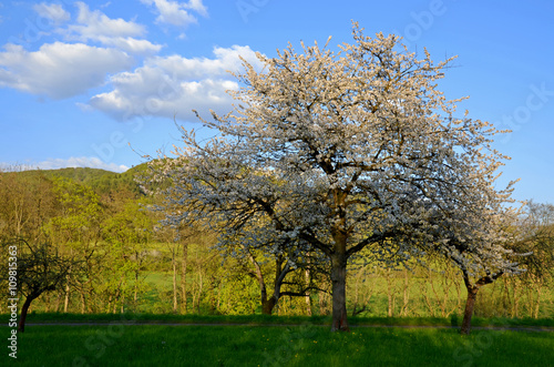 blühender Obstbaum