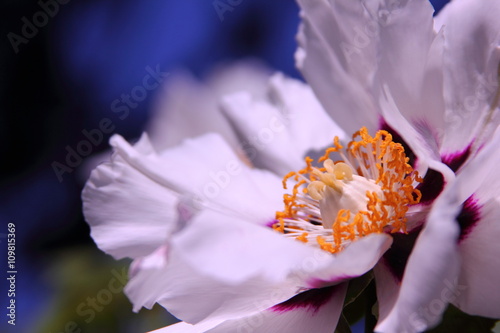 Large white peony flower in a botanical garden