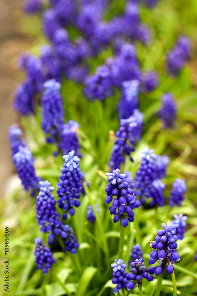 purple spring flowers- muscari