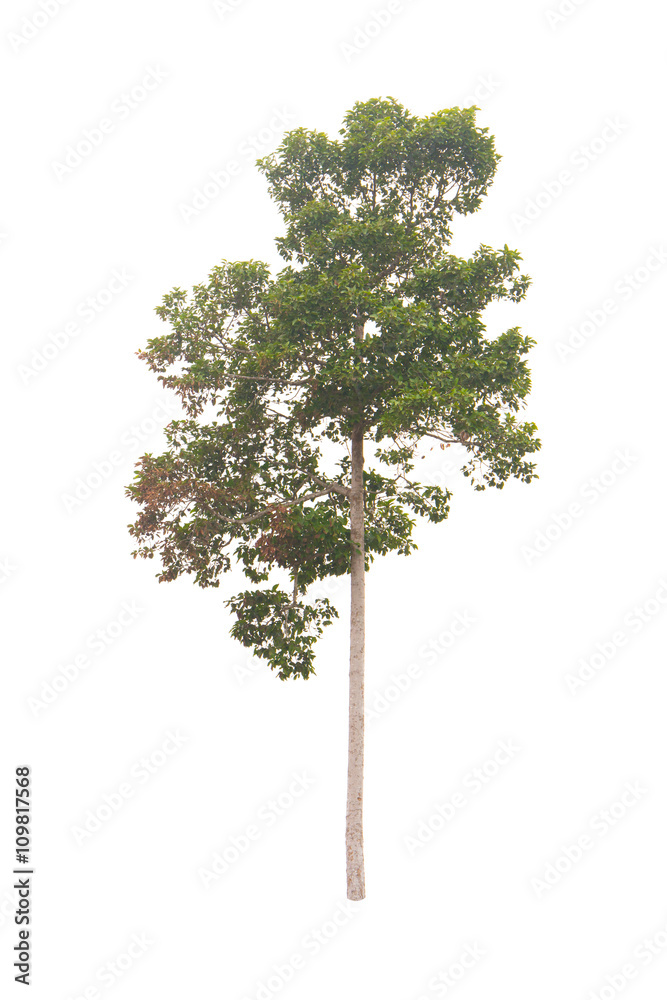 Obraz premium isolated tree on a white background