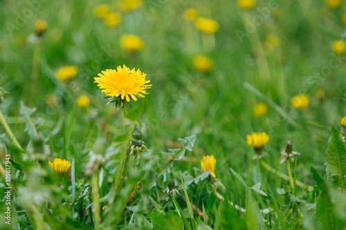 Lawn with bright yellow flowers dandelions