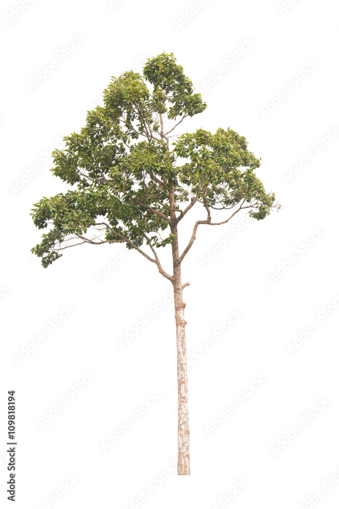 isolated tree on a white background isolated tree on a white background