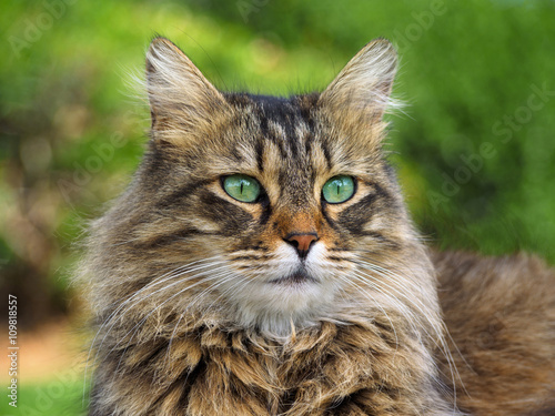 Beautiful furry cat portrait