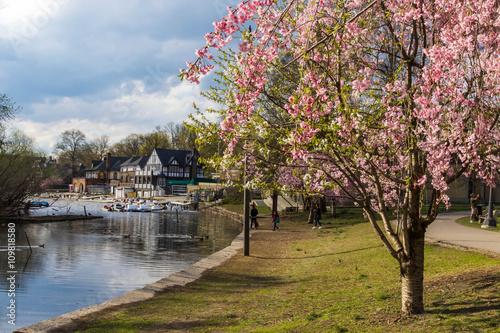 Cherry Blossoms in Bloom, Boathouse Row, Philadelphia, Pa.