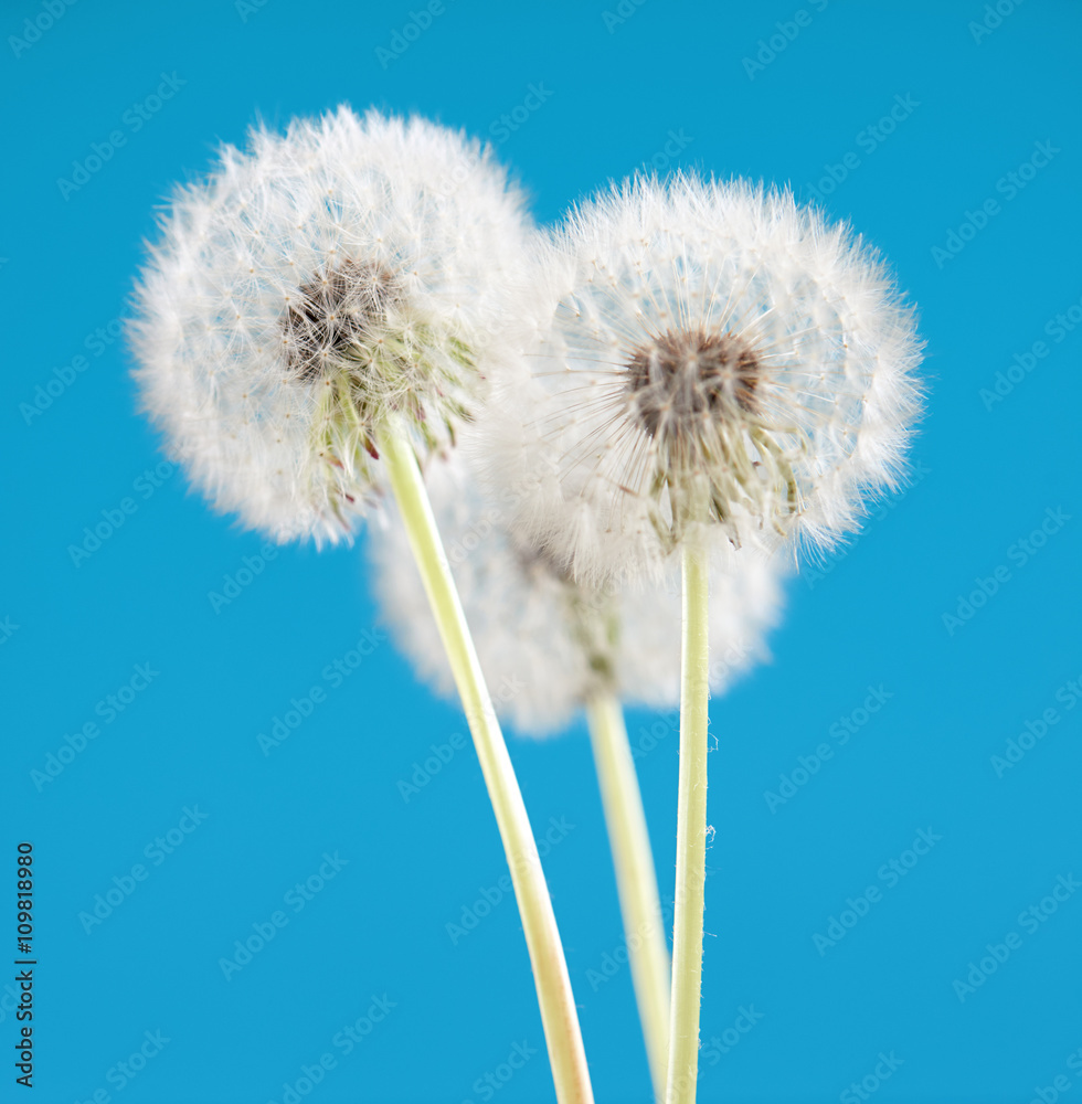 dandelion flower on blue color background, many closeup object dandelion flower on blue color background, many closeup object