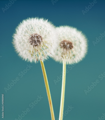 dandelion flower on green blue color background  many closeup object