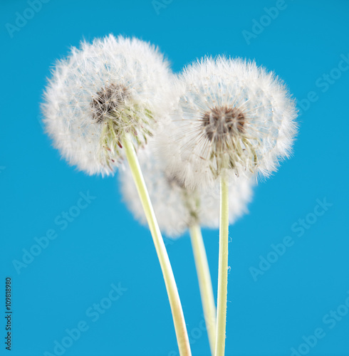 dandelion flower on blue color background  many closeup object