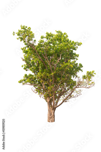 isolated tree on a white background