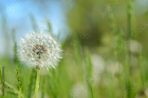 dandelion