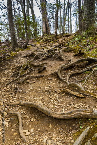 Tree roots on the footpath in forest.