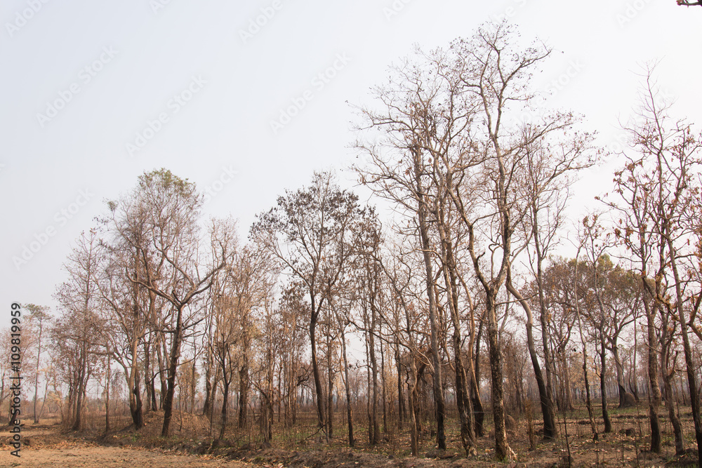 Obraz premium Forest fires with burned trees