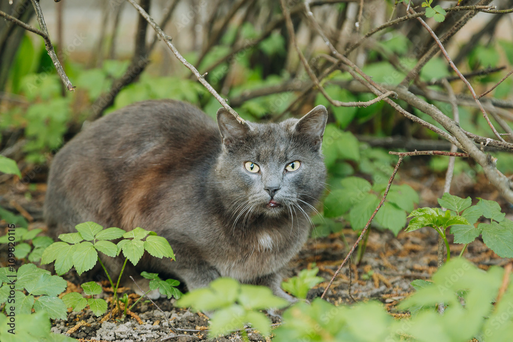 Beautiful grey cat sitting outdoor in summer Beautiful grey cat sitting outdoor in summer
