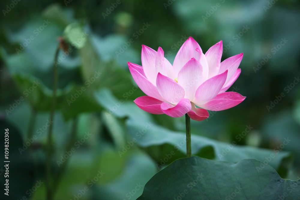 lotus flower.