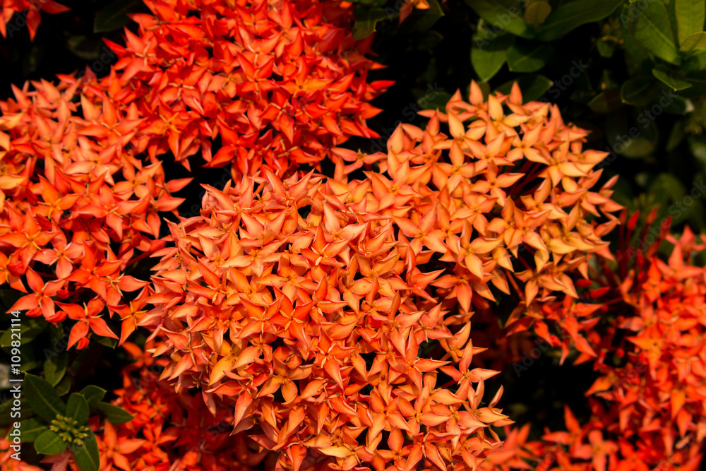 Red flower spike, Rubiaceae flower, Ixora coccinea It is a flowering shrub native to Southern India and Sri Lanka.(select focus front Red Rubiaceae flower) Red flower spike, Rubiaceae flower, Ixora coccinea It is a flowering shrub native to Southern India and Sri Lanka.(select focus front Red Rubiaceae flower)