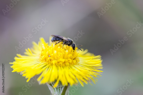 small fly insect on a flower of coltsfoot Tussilago Farfara © larineb