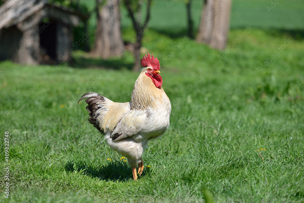 Beautiful and proud rooster with white feathers in the summer gr