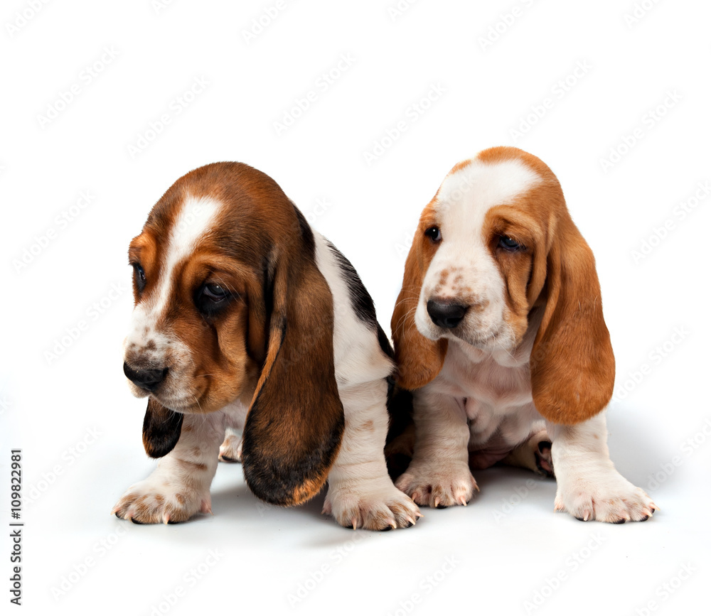 Two basset hound puppies talk