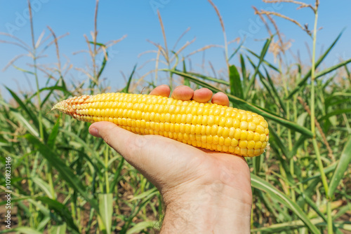 golden maize in hand over green field