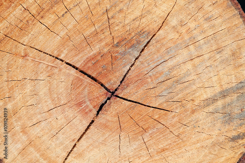 cross section of tree.