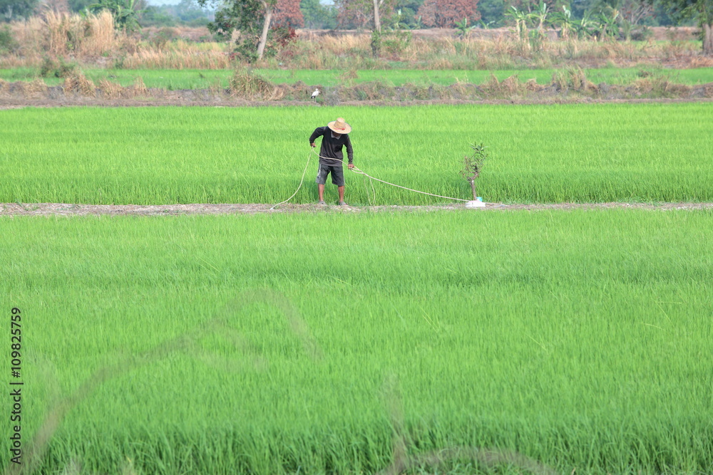 farmer prepare for spraying pesticide in paddy field.