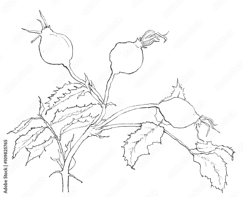 Fototapeta premium Ink illustration of dog-rose
