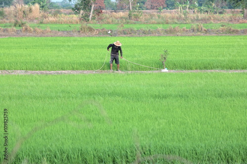 farmer prepare for spraying pesticide in paddy field.