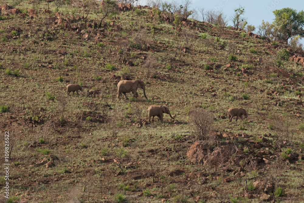 A herd of African elephants in Pilanesberg national park, on a hill slope, South Africa A herd of African elephants in Pilanesberg national park, on a hill slope, South Africa