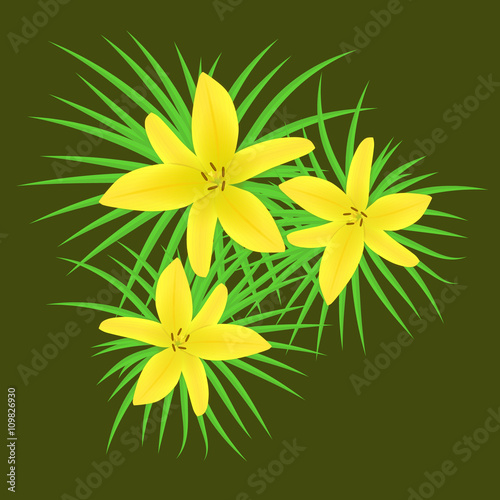 Asiatic Lily"Butter Pixie",...