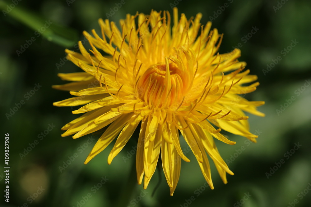 Löwenzahn als traditionelles Heilkraut, Taraxatum