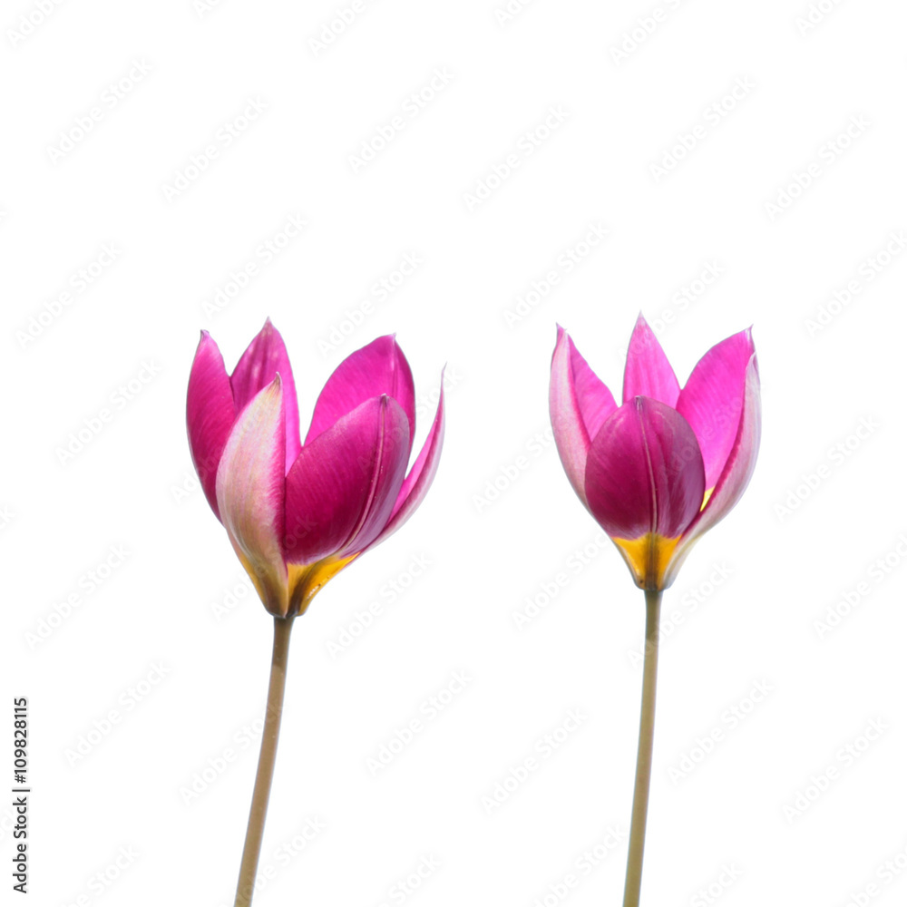 Pink tulip (Tulipa pulchella) flowers isolated on white background Pink tulip (Tulipa pulchella) flowers isolated on white background