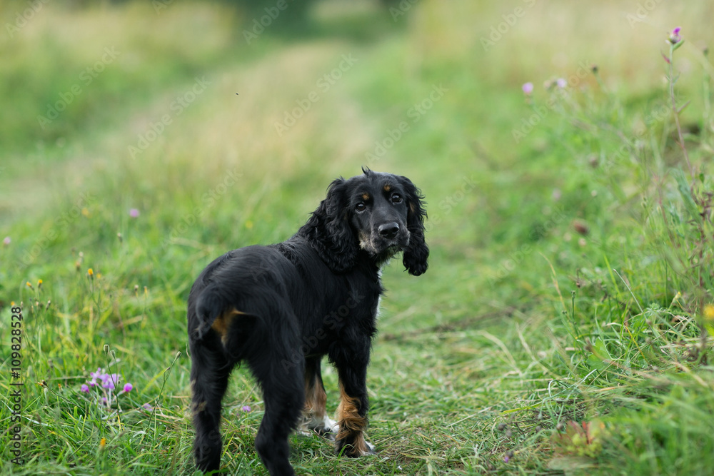 Black Dog Spaniel portrait on a green grass lawn