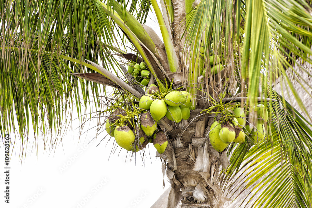 Fototapeta premium sweet coconut tree
