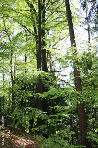 Mischwald im Frühling